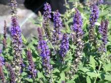 114 Salvia nemorosa Blue Queen Salvia This is a tall perennial with gray green foliage and blue to