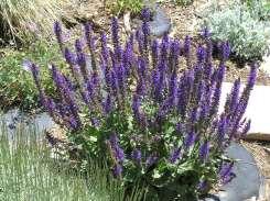 Salvia nemorosa Blue Queen Salvia Ht: 18-24 Mature Spread: 12-18 Flower Color: Blue to Purple Salvia