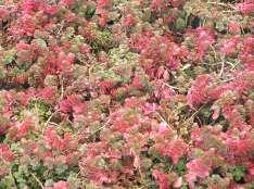 Sedum spurium Dragon s Blood This is a low growing ground cover with greenish red leaves and pink