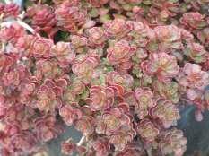 118 Sedum spurium Dragon s Blood Ht: 2-4 Mature Spread: 12-18 Flower Color: Pink Sedum spurium Red