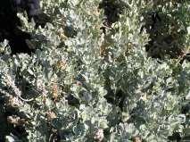 Atriplex gardneri Gardner s Saltbrush Ht: 1-2 Mature Spread: 2-3 Shape: Mounding Flower Color: Tan Very Buddleia alternifolia Argentea Silver