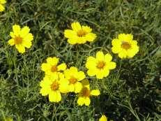 123 Thelesperma ambiguus Showy Navajo Tea This is a native perennial with bright yellow flowers in summer.