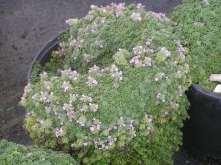 Dwarf Creeping Thyme This is an extremely low growing ground cover with tiny dark green leaves and pink