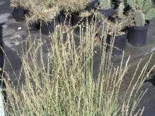 Medium to Bouteloua curtipenula Sideoats Grama This is a great grass for meadows and