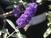 Buddleia davidii Black Knight Butterfly Bush This is a large mounding shrub with deep purple fragrant flowers in summer to fall.