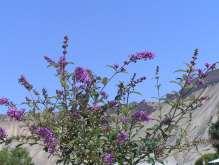 13 Buddleia davidii Black Knight Ht: 6-10 Mature Spread: 6-8 Shape: Vase Flower Color: Deep Purple Hardiness: Zone 6 Medium to Buddleia davidii Nanho Blue