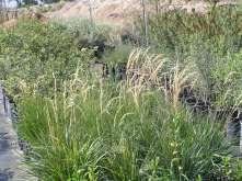 grass with thin glossy green leaves and fluffy tan seed head which becomes showy in