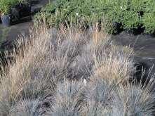 132 Festuca glauca Elijah Blue Blue Fescue This is bunch forming grass with