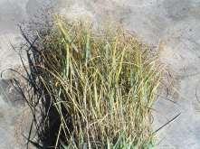 Oryzopsis hymenoides Indian Rice Grass Ht: 1-2 Mature Spread: 1-2 Flower Color: Tan Very Panicum v.