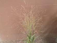 Shenandoah Shenandoah Switch Grass Ht: 3-5 Mature Spread: 18-24 Flower Color: Red Pennisetum alopecuroides Fountain Grass This is a
