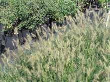 Ht: 3-4 Mature Spread: 3-4 Flower Color: Buff Hardiness: Zone 5 Medium to Pennisetum alopecuroides Hameln Dwarf Fountain Grass This