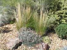 Stipa tenuissima Mexican Feather Grass Ht: 1-2 Mature spread: 1-2 Flower Color: