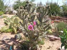 140 Cylindropuntia imbricata Tree Cholla This is a tall shrub like cacti with light green stems