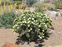 Tree Cholla Cylindropuntia imbricata White Tower White Flowered Tree Cholla This is a tall