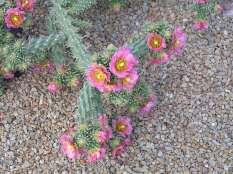 Cylindropuntia imbricata x whipplei Pink Flowered Tree Cholla This is a medium sized shrub like cacti with bright pink flowers.