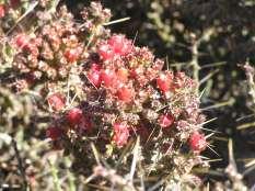 Tree Cholla Ht:4-5 Mature Spread: 4-6 Shape: Upright Flower Color: Pink Hardiness: Zone 5 Very Cylindropuntia leptocaulis Christmas Cholla This is a very thick