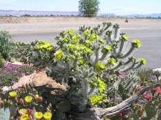 Silver Spined Cholla This is a showy Cholla with striking silver spines that