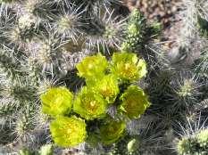 The combination of Silver Spined Cholla and Devil s Cholla makes for great