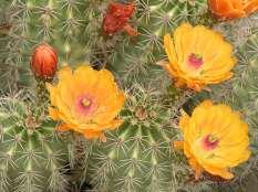 Echinocereus lloydii This is a solitary barrel cactus.