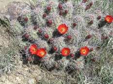 Zone 6 Very Echinocereus triglochidiatus Claret Cup This is the most commonly found species of Hedgehogs.