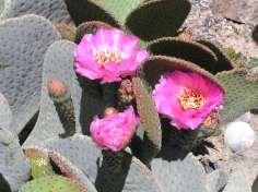 Opuntia basilaris Giant Beavertail This is a mound forming cacti with large up to 12 beavertail shaped