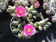 149 Opuntia basilaris Ht: 1-2 Mature Spread: 4 Shape: Mounding Flower Color: Pink Hardiness: Zone 6
