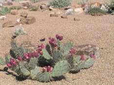 Opuntia phaeacantha Red Flowering Prickly Pear This is a mound forming ground cover cacti with