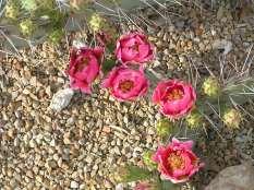 152 Opuntia phaeacantha Ht: 1-2 Mature Spread: 2-4 Shape: Mounding Flower Color: Red Hardiness:
