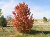 156 Trees Acer x fremanii Jeffersred (PP4864) Autumn Blaze Maple This is a fast growing hybrid of silver and red Maple. This maple can tolerate poor soil and is as drought tolerant as a silver maple.