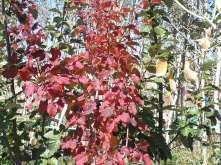 157 Acer tataricum Tatarian Maple This is an excellent small single or multi stemmed tree.