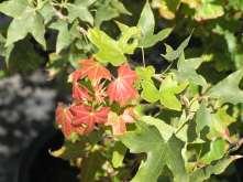 Acer tataricum Tatarian Maple Ht: 20 Mature Spread: 18 Shape: Broad/Irregular Flower Color: NA Acer truncatum Shantung Maple This