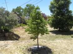 Celtis occidentalis Hackberry This is a large shade tree with upright branches forming a rounded canopy. This has a light green foliage and corky bark. Tolerates heavy soils and dry conditions.