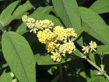 16 Buddleia x weyeriana Honeycomb Butterfly Bush This is a large mounding shrub with bright green leaves and honey yellow flowers all summer long.