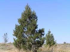 168 Pinus edulus Pinyon Pine Ht: 20-30 Mature Spread: 10-20 Shape: Pyramidal Flower Color: Brown Cone Very Populus acuminata_ Lanceleaf Cottonwood This is a tall upright tree with a rounded crown.