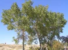 Populus fremontii Fremont Cottonwood Ht: 50-60 Mature Spread: 40-50 Shape: Irregular Moist Populus sargentii