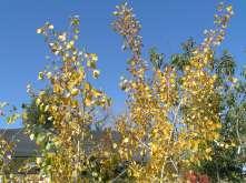 They have large rich green leaves that turn golden yellow in fall.