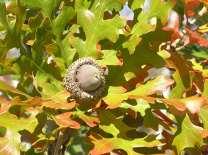 Quercus macrocarpa Bur Oak Ht: 50-60 Mature Spread: 40-50 Shape: Broad Rounded Flower Color: N/A Fall Color: Yellow/Brown Quercus robur Fastigiata Fastigiate English Oak A narrow tree for small areas.
