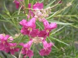 20 Chilopsis linearis Desert Willow This is a small tree or large shrub with bright green leaves and pink orchid like flowers. It works well for attracting humming birds.