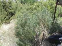 Chilopsis linearis Desert Willow Ht: 8-15 Mature Spread: 8-10 Shape: Open Upright Flower Color: Pink Hardiness: Zone 6 Chrysothamnus nauseosus albicaulis Tall Blue Rabbitbrush