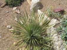 25 Dasylirion texanum Green Desert Spoon, Sotol This is an evergreen yucca like shrub with thin dark green leaves. Works well in a cactus gardens.