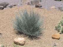 Dasylirion texanum Green Desert Spoon Ht: 3-5 Mature Spread: 3-5 Shape: Spike Flower Color: Tan Hardiness: Zone 7 Very Ephedra equisetina Blue Stem Joint Fir
