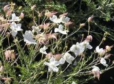 28 Fallugia paradoxa Apache Plume This is an upright mounding evergreen shrub with small green leaves and white