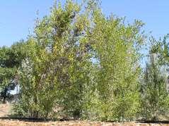 Forestieria neomexicana New Mexico Privet Ht: 8-15 Mature Spread: 6-8 Shape: Upright Flower Color: Yellow