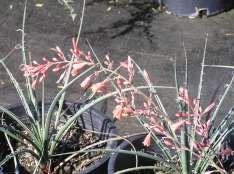 Round Flower Color: Yellow Very Hesperaloe parviflora Red Yucca This is a clump