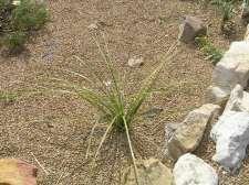 limited availability Nolina microcarpa Bear Grass This is a grass like shrub with leathery green leaves with finely