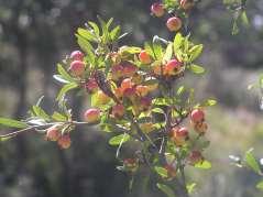 Peraphyllum ramosissimum Squaw Apple This is an upright arching shrub
