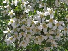 Ht: 6-9 Mature Spread: 5-8 Shape: Upright Mounding Flower Color: White Hardiness: 3 Medium to Philadelphus microphyllus Littleleaf Mockorange This is a splendid upright shrub