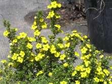 Potentilla fruticosa Gold Finger Potentilla This is an upright shrub with dark green leaves and gold flowers.