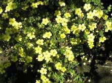 Potentilla fruticosa Katherine Dykes Potentilla This is a large spreading shrub with gray green foliage and pale yellow flowers in summer.