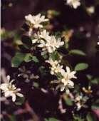 4 Amelanchier alnifolia Saskatoon Serviceberry This tall shrub has white flowers in the spring followed by